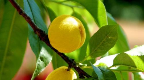 作业案列丨原来桃树还可以这么防治病虫害