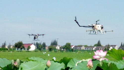 这个合作社不用一滴农药种出纯天然稻米，还原小时候喷香的米饭味道