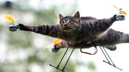 荷兰大叔送猫上天惹怒网友，这一波操作引发太大争议