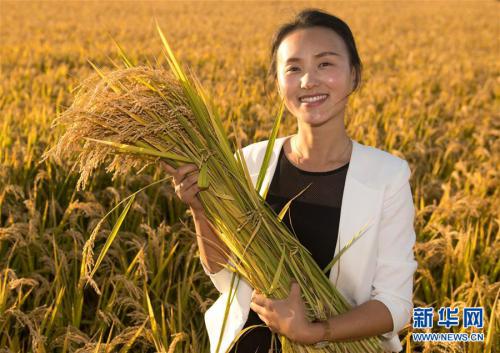 丰收图景背后的“时代之变”——来自吉林“黄金水稻带”的丰收观察