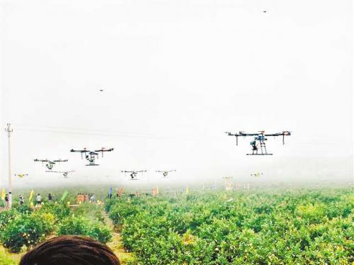 潼南万亩柠檬基地上无人机集群作业