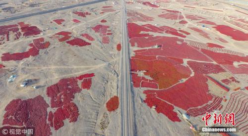 航拍戈壁滩上辣椒晾晒场 场面壮观