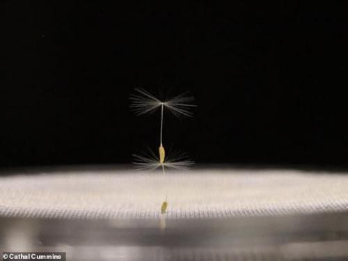 科学家破解蒲公英长途飞行奥秘 助力无人机制造