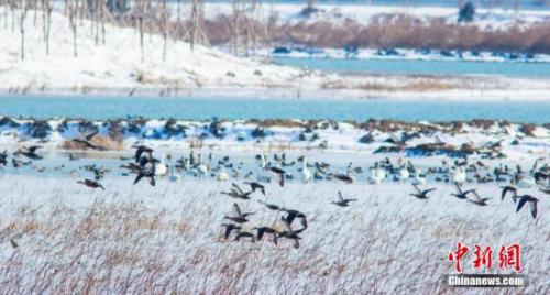 中俄界湖兴凯湖进入雁鸭类候鸟“南迁”高峰