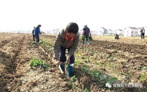 羽人播种无人机助力油菜种植，原来种菜可以这么方便~