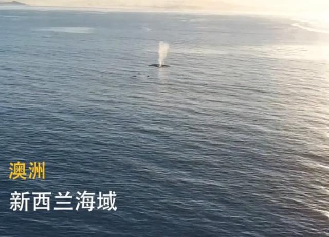 无人机拍到超震撼蓝鲸捕食画面，但温柔的巨人却快要灭绝了！