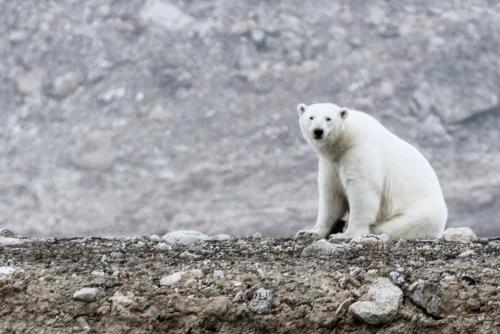 极地远征！英特尔无人机深入拍摄北极熊，协助研究气候变迁