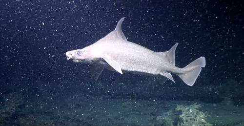 [视频]无人机找到了水下2500英尺的罕见鲨鱼苗群落
