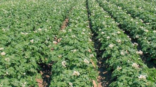 南方马铃薯作业季快来了，送你一份飞防作业攻略