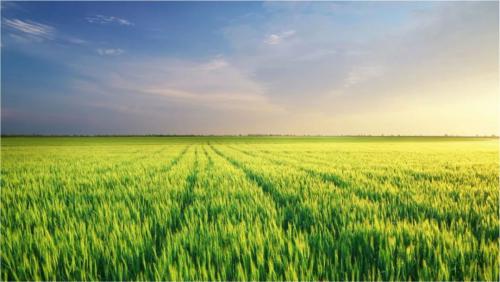 它的减施增效功能再次获得行业肯定！