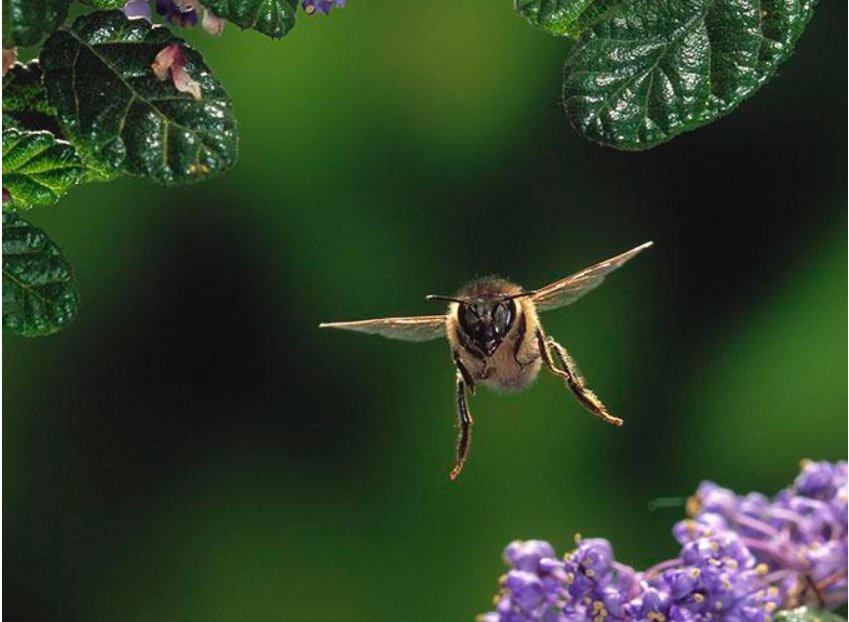  神奇的仿生：蜜蜂飞行模式能否启发无人机飞控的创新？