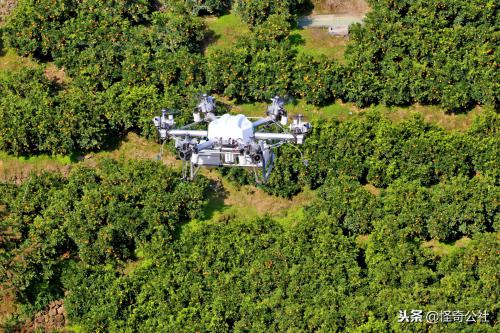湖北秭归：绿色植保方案与无人机飞防首次融合，助力山地脐橙生产