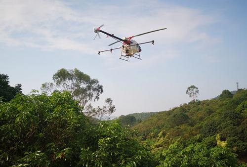东莞：植保无人机现身荔枝园喷洒农药