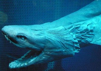 无人机提供查找 识别和计算海洋巨型动物的能力