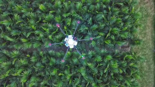 天途无人机投入印尼棕榈树防治