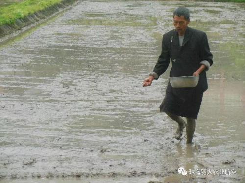 是什么能让水稻直播技术将“速度和效率”两大优势融为一身