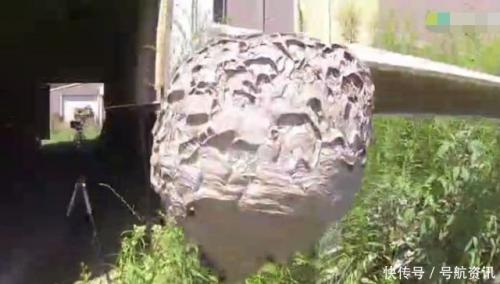 男子遥控一架无人机去捅马蜂窝，最后的结果却让众人拍手叫绝