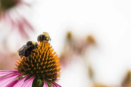 会飞的数据收集法宝！科研人员给蜜蜂穿上电子背包：轻松实现农场分析与监测