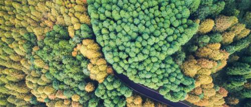 科技灭鼠！加拉帕戈斯利用无人机投放毒药对付入侵老鼠