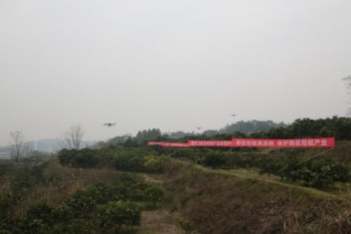 零陵区开展冬季清园防治柑橘木虱