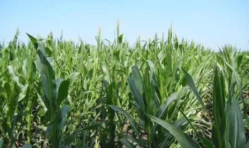 2019 年玉米病虫害发生面积或达10亿亩次