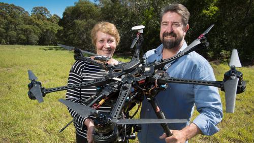 为观察考拉习性 澳研究人员动用了红外无人机