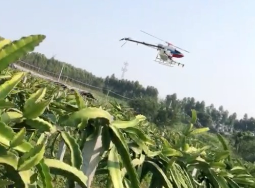 昌江县利用植保无人机防控火龙果病虫害