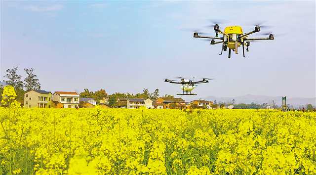 植保无人机 油菜地作业