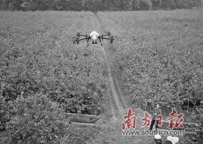 无人机飞起乡村振兴梦