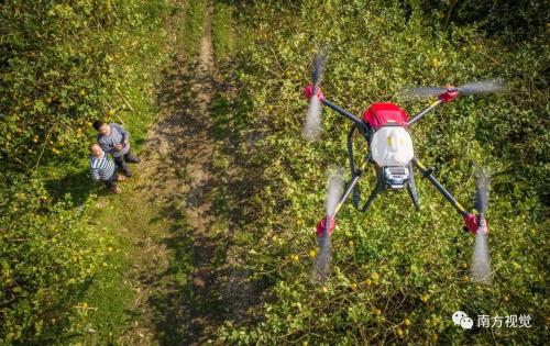一对父子，一台无人机，三百亩柠檬树的邂逅