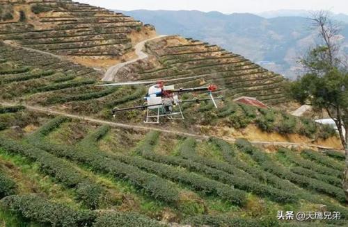 茶山用无人机防病防虫 省药又省力