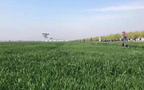 作业案例丨T16 小麦飞防除草