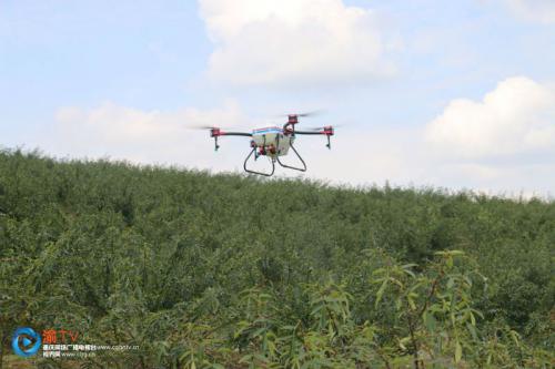 垫江：植保无人机助力花椒生产节本增效