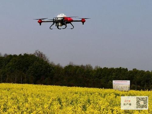 不下地不湿鞋就能把农活干完？原来是无人机在自主作业