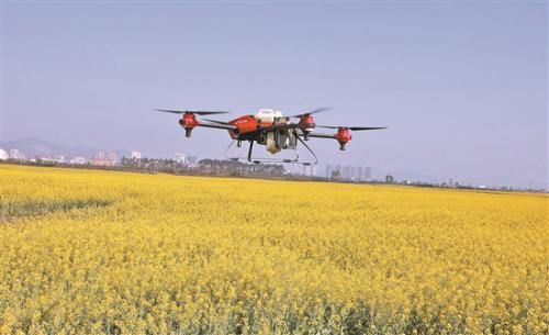 油菜管护用上无人机