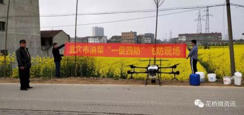花乡武穴油菜展现现代农业新特色植保无人机飞防 
