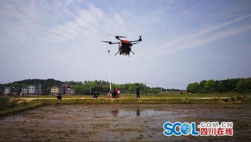 “撒下去”还要“长出来”，来看川农大如何用无人机种水稻？
