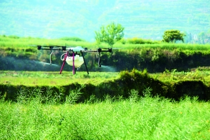 4小时完成10人1周的工作量——禾丰乡用无人机喷洒农药 实施油菜病虫害防治