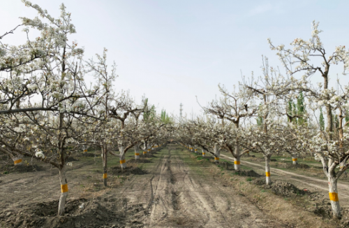 无人机授粉效果取决于喷头 