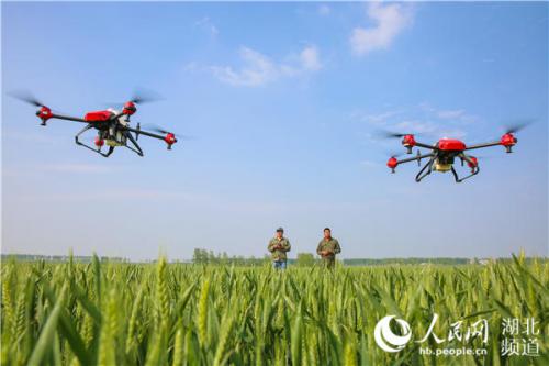 湖北襄阳：植保无人机助力小麦“一喷三防”