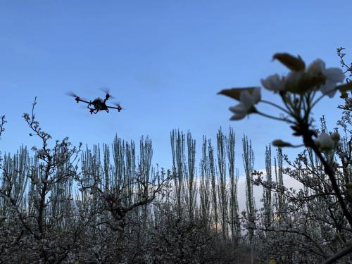 无人机技术，让人们吃上正宗又健康的库尔勒香梨