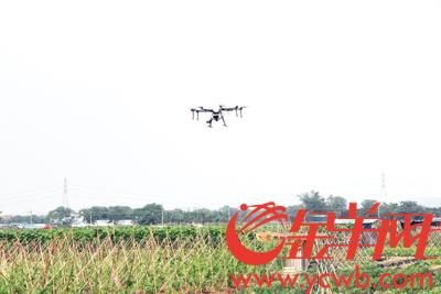 广州白云区供销联社引入无人机对农田进行农药喷洒，省钱省力还安全 