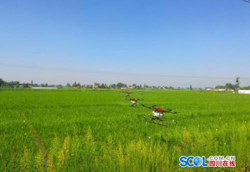 无人机助力 广汉现代农业有“空军”，省力又省心!