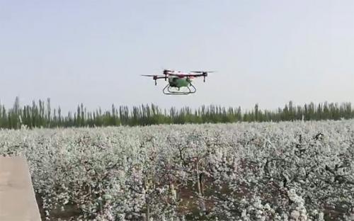 阿瓦提梨农采用天鹰兄弟无人机授粉