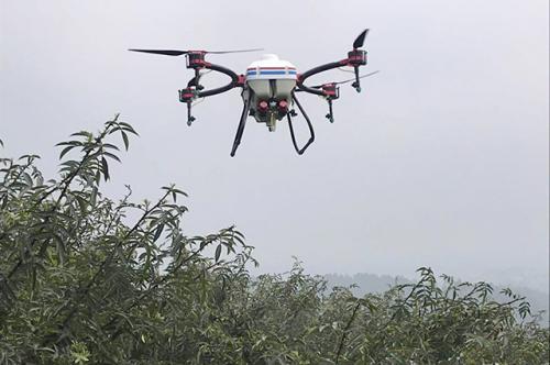 铜梁区高楼镇：花椒植保用上无人机