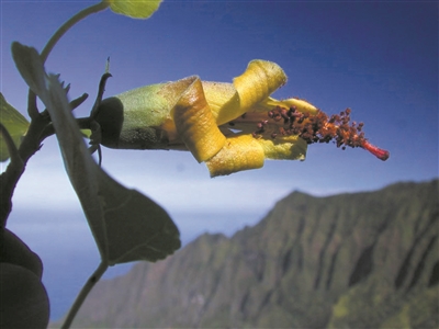 人类以为灭绝的花 被无人机找到了