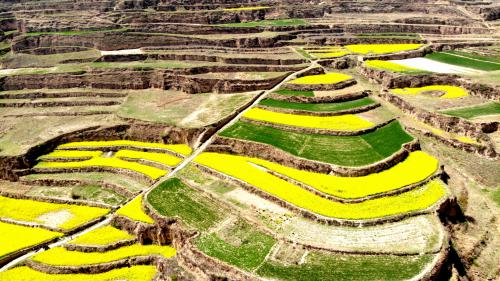 张家川网无人机镜头下的甘肃大地，盛开着千亩油菜花，好壮观 