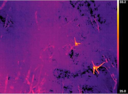 “无人机+红外热成像”助力蜘蛛猿等猿类物种研究