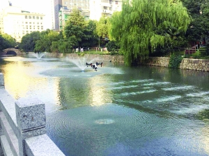 广东工程职业技术学院志愿者用自己的方式迎接五四青年节--青清行动，他们用无人机巡查河涌