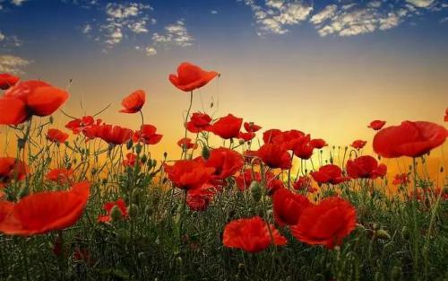 德州警方动用无人机，就为铲了它！